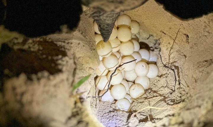 Một con động vật hoang dã nằm trong sách Đỏ, bơi từ Philippines đến hòn đảo của Việt Nam đẻ gần trăm trứng