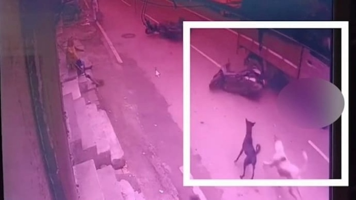 Clip: Chó hoang truy đuổi, 2 thiếu niên ngã xuống đường bị ô tô cán nguy kịch