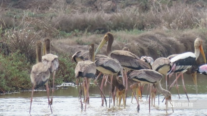 Hàng chục con chim quý hiếm, lông đuôi có màu 