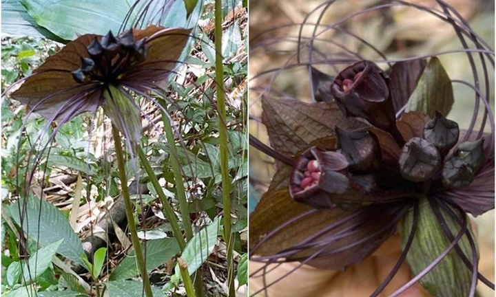 Phát hiện loài cây quý hiếm, có tên