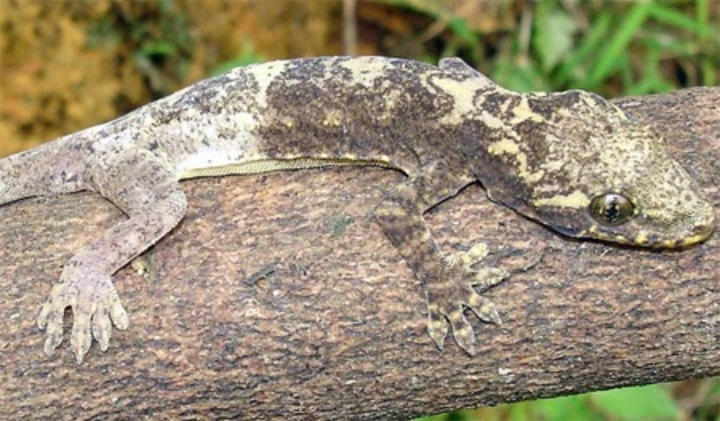 Loài động vật quý hiếm cả thế giới chỉ Việt Nam có, giới khoa học nỗ lực tìm mọi cách để bảo tồn