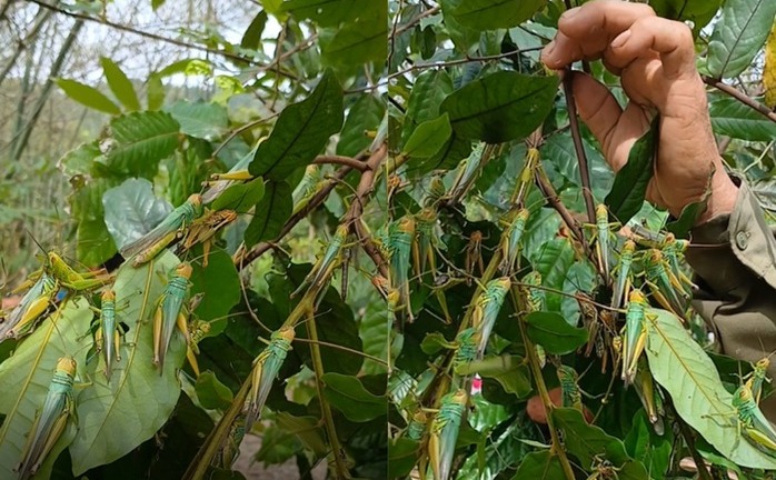 Tin tức thời sự hôm nay (8/6): Châu chấu 