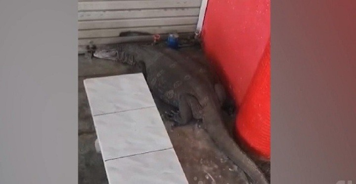 Clip: Bắt được thằn lằn 