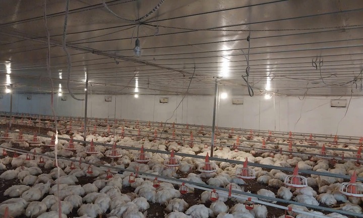 Nghệ An: Hơn 10.000 con gà sắp xuất bán chết ngạt do chập điện