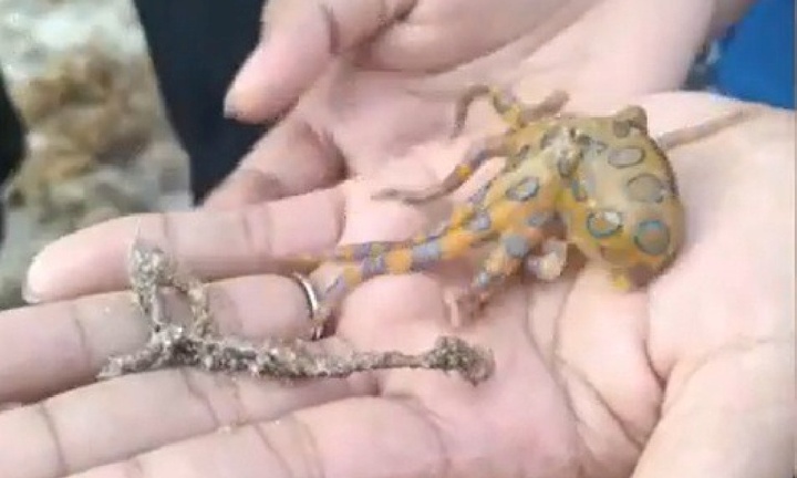 Clip: Du khách suýt mất mạng vì cầm nhầm sinh vật biển 