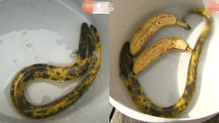 Người đàn ông bắt được sinh vật quý hiếm, hình dáng 