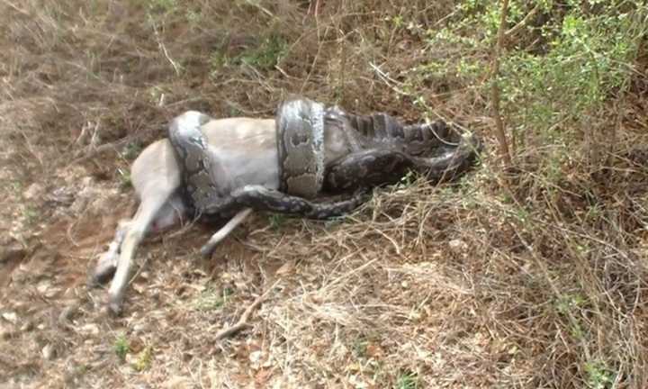 Người đàn ông sốc nặng khi chứng kiến trăn đá nuốt chửng linh dương