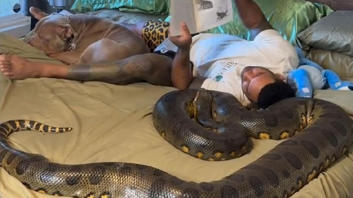 Clip: Dựng tóc gáy với khoảnh khắc người đàn ông nằm cạnh trăn khổng lồ đọc sách