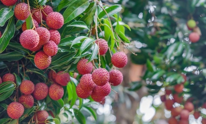 5 cách để ăn quả vải 