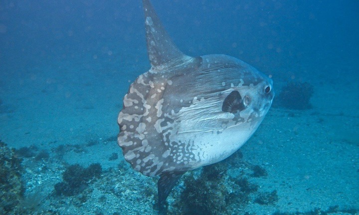 Loài cá to bằng chiếc ô tô, mỗi lần đẻ 300 triệu trứng, bị chê là 