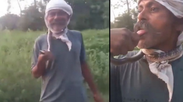 Clip: Đùa giỡn với rắn độc, người đàn ông nhận cái kết đau đớn