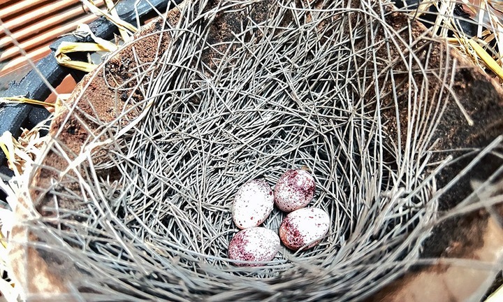  Bỏ phố về nuôi thứ 