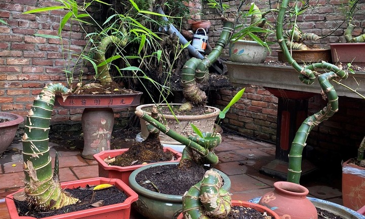 Choáng: Gốc tre bờ rào giá vài chục nghìn được 