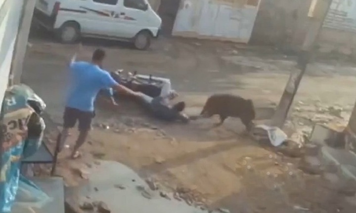 Kinh hoàng: Lợn rừng húc ngã xe máy, tấn công 2 cha con