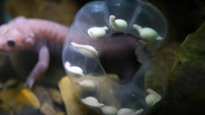 Loại sinh vật kỳ lạ, hình dáng cổ quái: Đầu giống rắn, cổ quấn