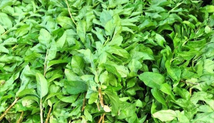 Loại rau dại ít người ăn lại là vị thuốc quý tốt cho gan