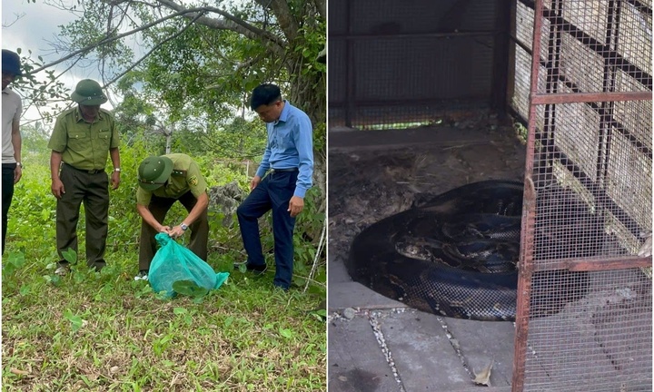 Phát hiện con vật nặng 20kg, trơn nhẵn bò vào nhà, người dân nộp cho kiểm lâm