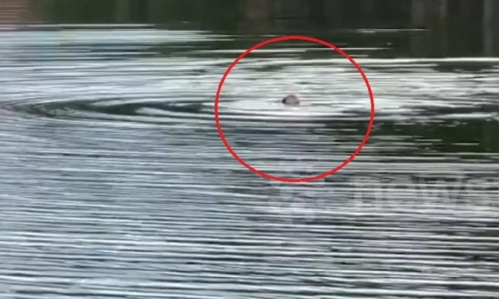 Clip: Bơi ra hồ nước cứu vẹt cưng, người đàn ông tử vong thương tâm