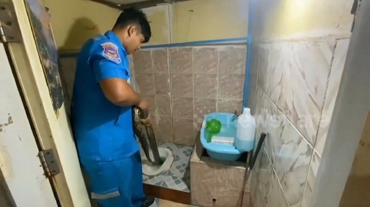 Clip: Kinh hoàng trăn khổng lồ trồi lên từ bồn cầu, suýt tấn công người phụ nữ trong nhà vệ sinh