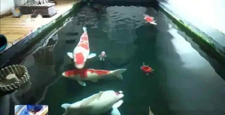 Nuôi cá Koi dưới tầng hầm khiến hàng xóm mất ngủ phải nhập viện, người đàn ông bị kiện ra tòa