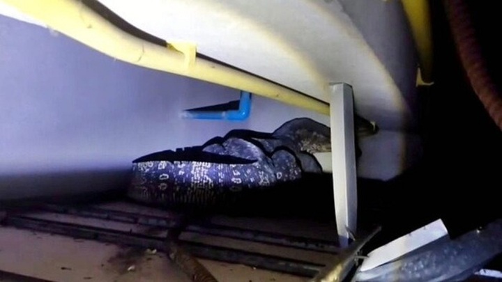 Clip: Phát hiện con vật 