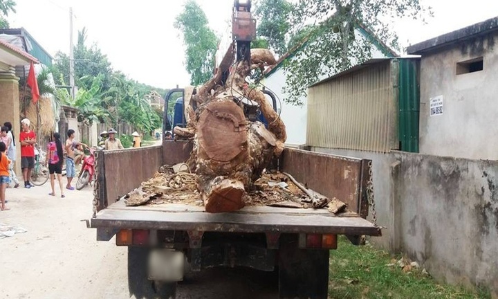 Vụ trộm cắp hy hữu: Liều lĩnh thuê xe cẩu, trộm cây mít 