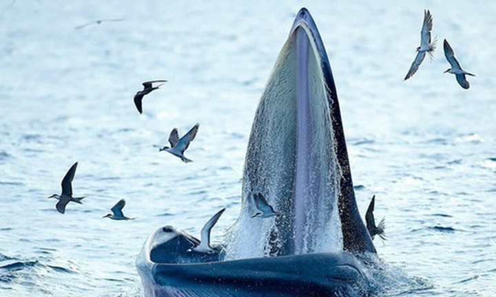 Loài cá quý hiếm có 