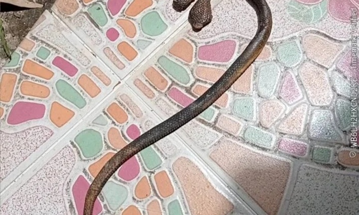 Chủ nhà tá hỏa phát hiện 