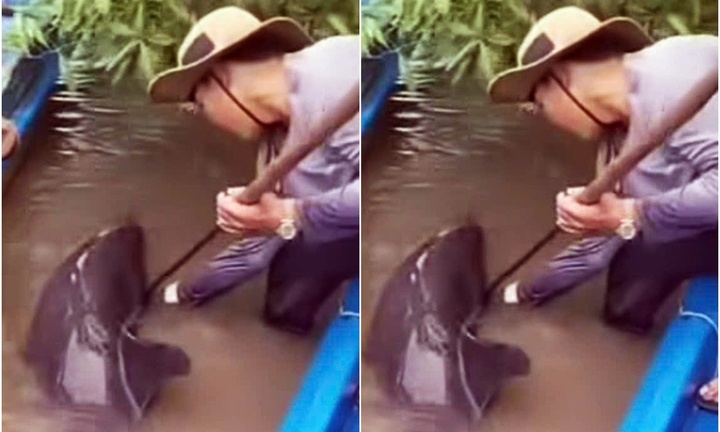 Clip: Cá heo lạc vào sông ở Cà Mau bị chĩa đâm, người dân kịp thời ứng cứu