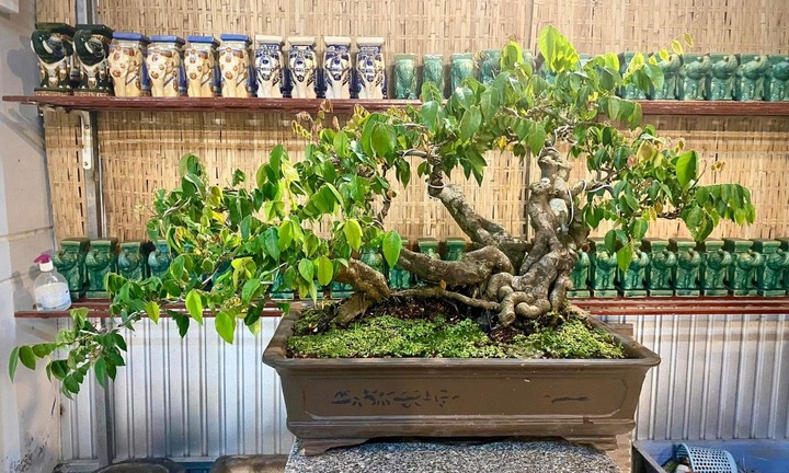 Bất ngờ với loại cây cổ tích trở thành 