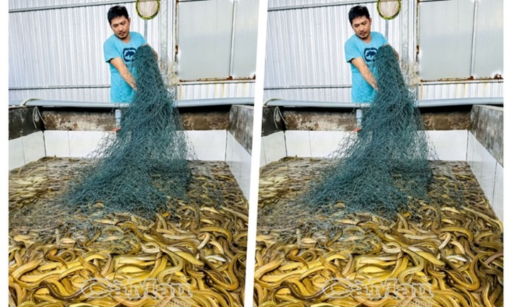 Nuôi loài da trơn có khả năng