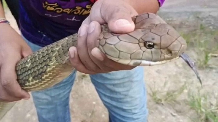 Clip: Cận cảnh người đàn ông tay không bắt sống rắn hổ mang chúa dài hơn 3 mét