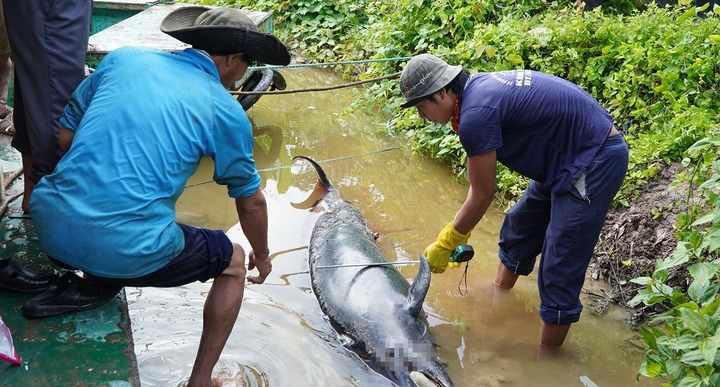Phát hiện xác cá heo dài hơn 2m, nặng khoảng 130kg  trên sông ở Cà Mau