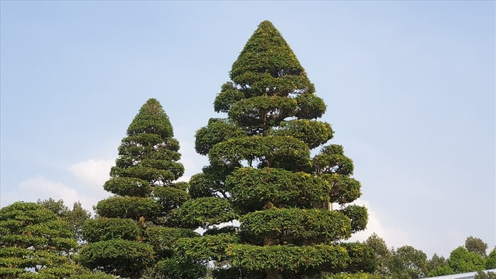 Cây ăn quả quen thuộc bất ngờ 