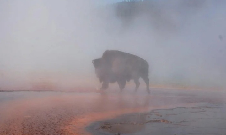 Clip: Bò rừng bison trượt chân ngã xuống suối nước nóng 90 độ C