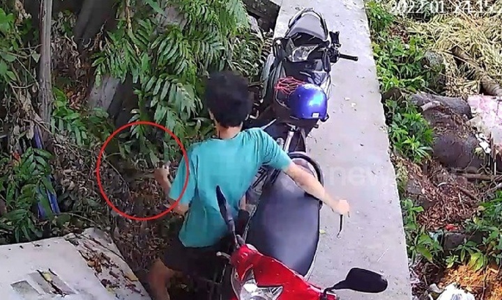 Clip: Thót tim cảnh trăn lao ra từ bụi rậm, tấn công thanh niên đang sửa xe máy