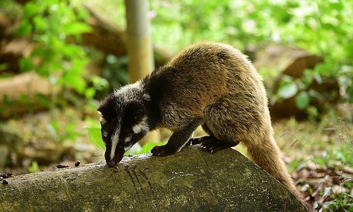 Người đàn ông thu tiền tỷ mỗi năm nhờ nuôi loài quý hiếm, 