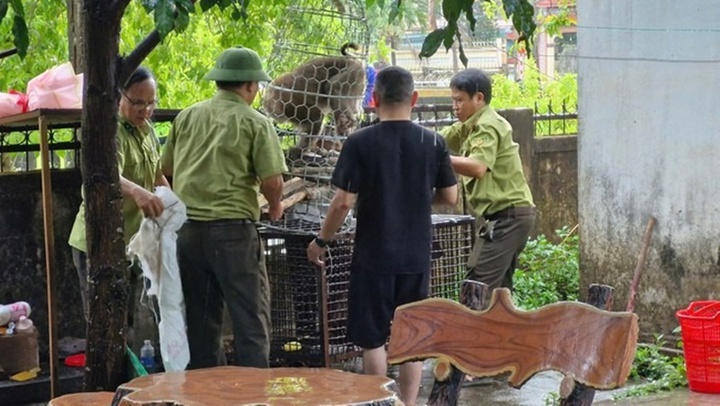 Đã bắt được con khỉ tấn công bé gái 10 tuổi, 4 người bị thương khi vây bắt