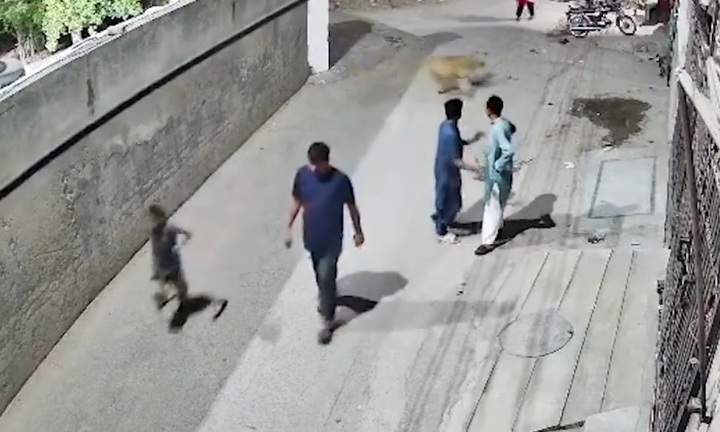 Clip: Sư tử bất ngờ trèo tường, lao ra đường tấn công người dân