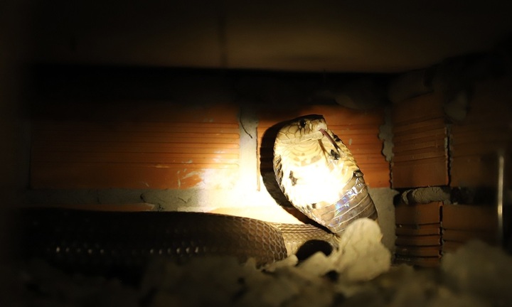 Chán cảnh nuôi gà vịt, người đàn ông 