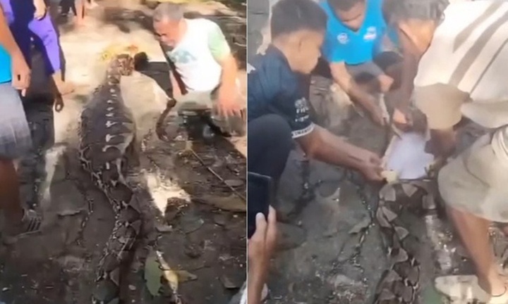 Clip: Mổ bụng trăn 8 mét, người dân sửng sốt với cảnh tượng bên trong