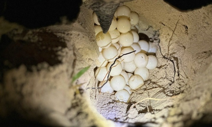 Một con động vật hoang dã bạch tạng quý hiếm, mắt trong vắt vừa chào đời ở Côn Đảo