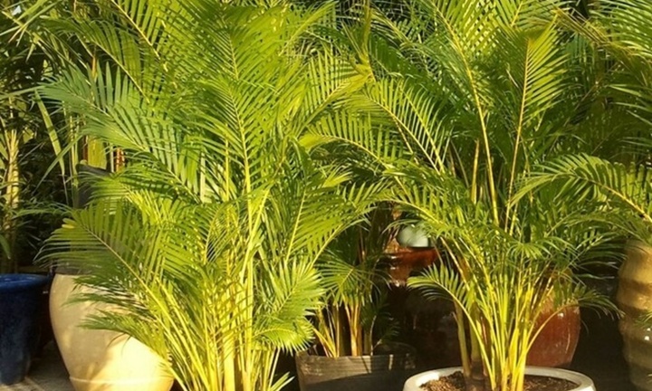 Loại cây có nhiều ở thôn quê 