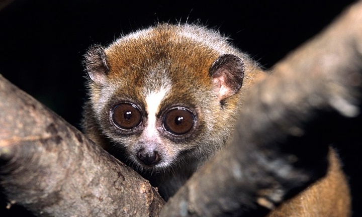 Người dân giao nộp con vật quý hiếm, 