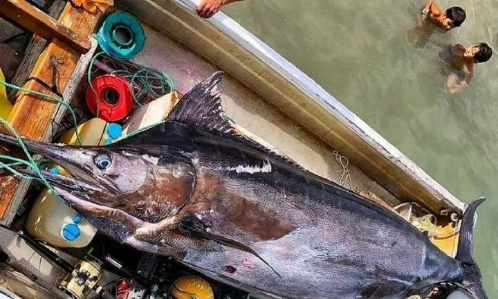 Con cá cực hiếm dài 3 mét nặng 226 kg mắc lưới, cả làng chài xôn xao