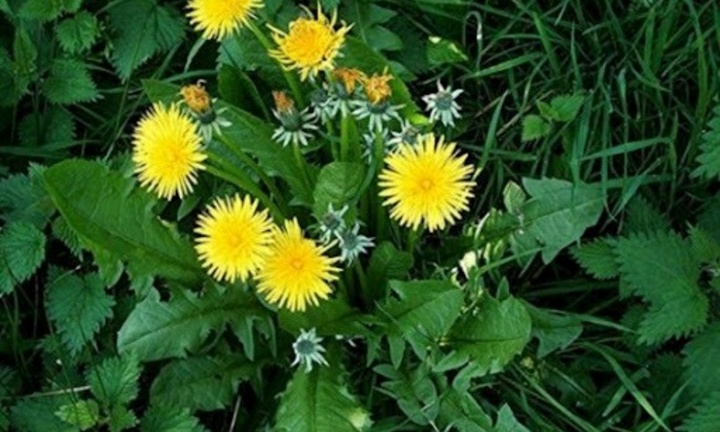 Loại rau thuộc “top tốt nhất thế giới” mọc đầy ở Việt Nam siêu tốt cho gan