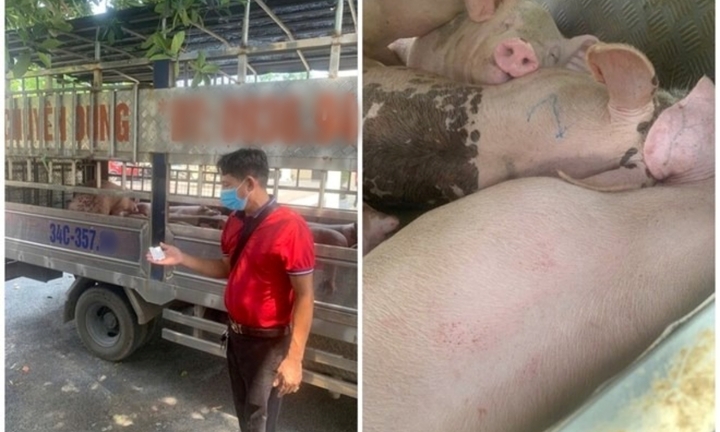 Phát hiện xe tải chở lợn bị nhiễm dịch tả châu Phi về Hải Phòng để tiêu thụ