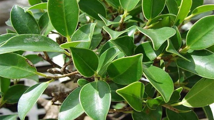 Có nên trồng cây Si trước cổng nhà không?