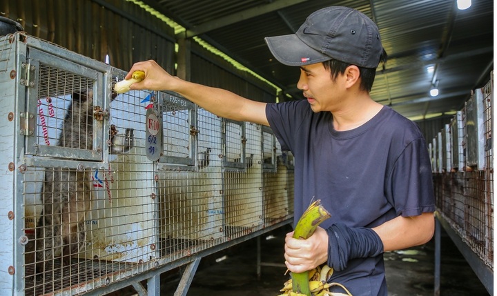 Bỏ việc lương cao về quê nuôi loài ưa sạch sẽ, thích ăn cháo đầu gà, 9X lãi mỗi năm đến nửa tỷ
