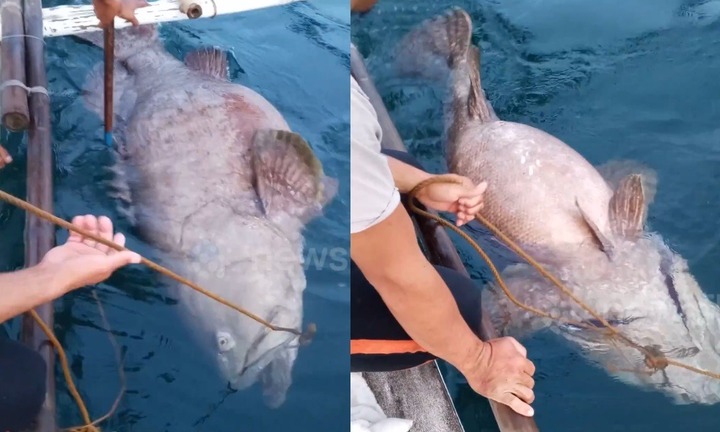 Clip: Cận cảnh cá mú khổng lồ sa lưới, ngư dân ăn mừng vì trúng đậm